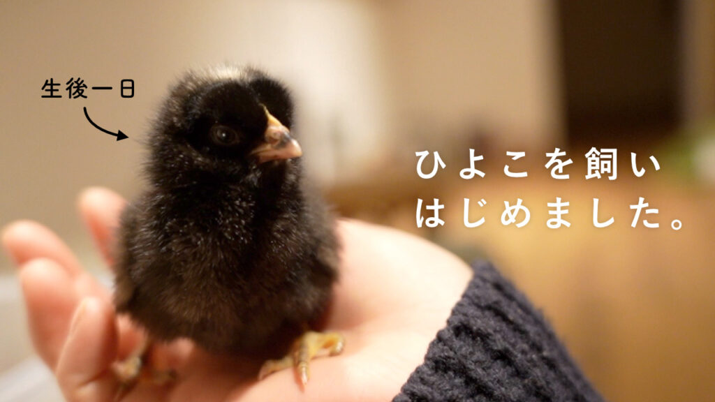 ひよこ（岡崎おうはんの雛）を飼い始めました。 | みどりのゆめ